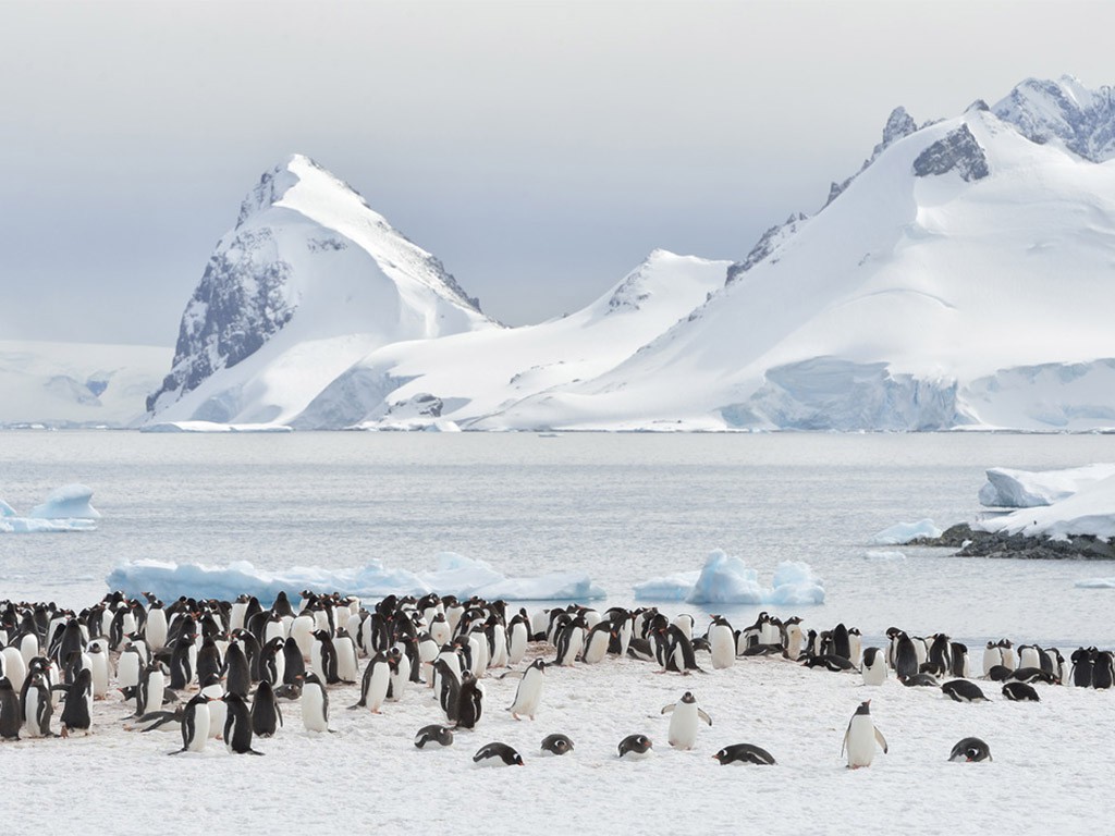 Afbeelding van Antarctica Hurtigruten Marsel Van Oosten