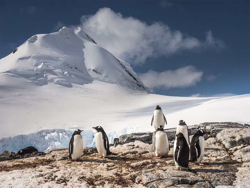 Afbeelding van Antarctica Vakantie Gentoo Pinguin Oceanwide Expeditions Dietmar Denger 2