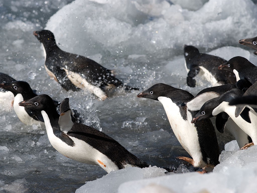 Afbeelding van Antarctisch Schiereiland Adelie Pinguin Oceanwide Expeditions Hadoram Shirihai