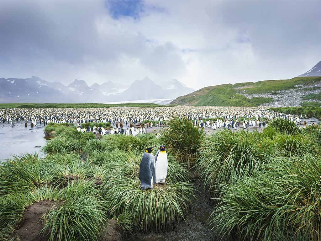 Afbeelding van Falklands Zuid Georgia Antarctisch Schiereiland Oceanwide Expeditions