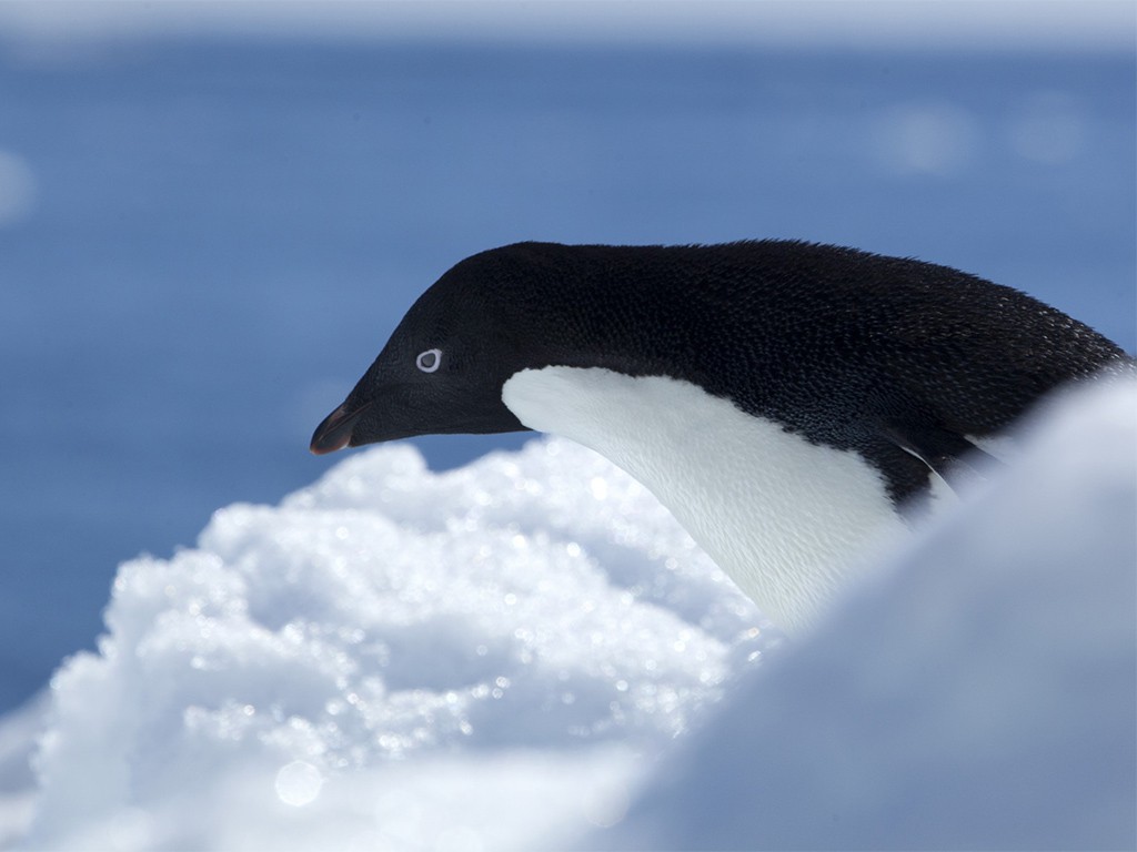 Afbeelding van Keizerspinguin Expeditie Adelie Pinguin Oceanwide Expeditions