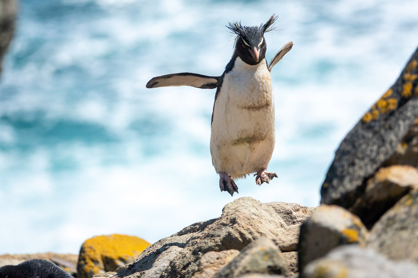 Afbeelding van Op Zoek Naar Pinguins New Island The Falkland Islands Hurtigruten Genna Roland