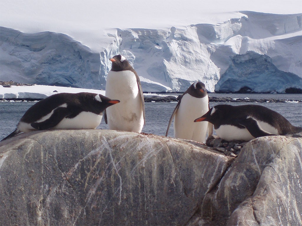 Afbeelding van Poolcirkel Oversteken Antarctica Gentoo Pinguin Oceanwide Expeditions