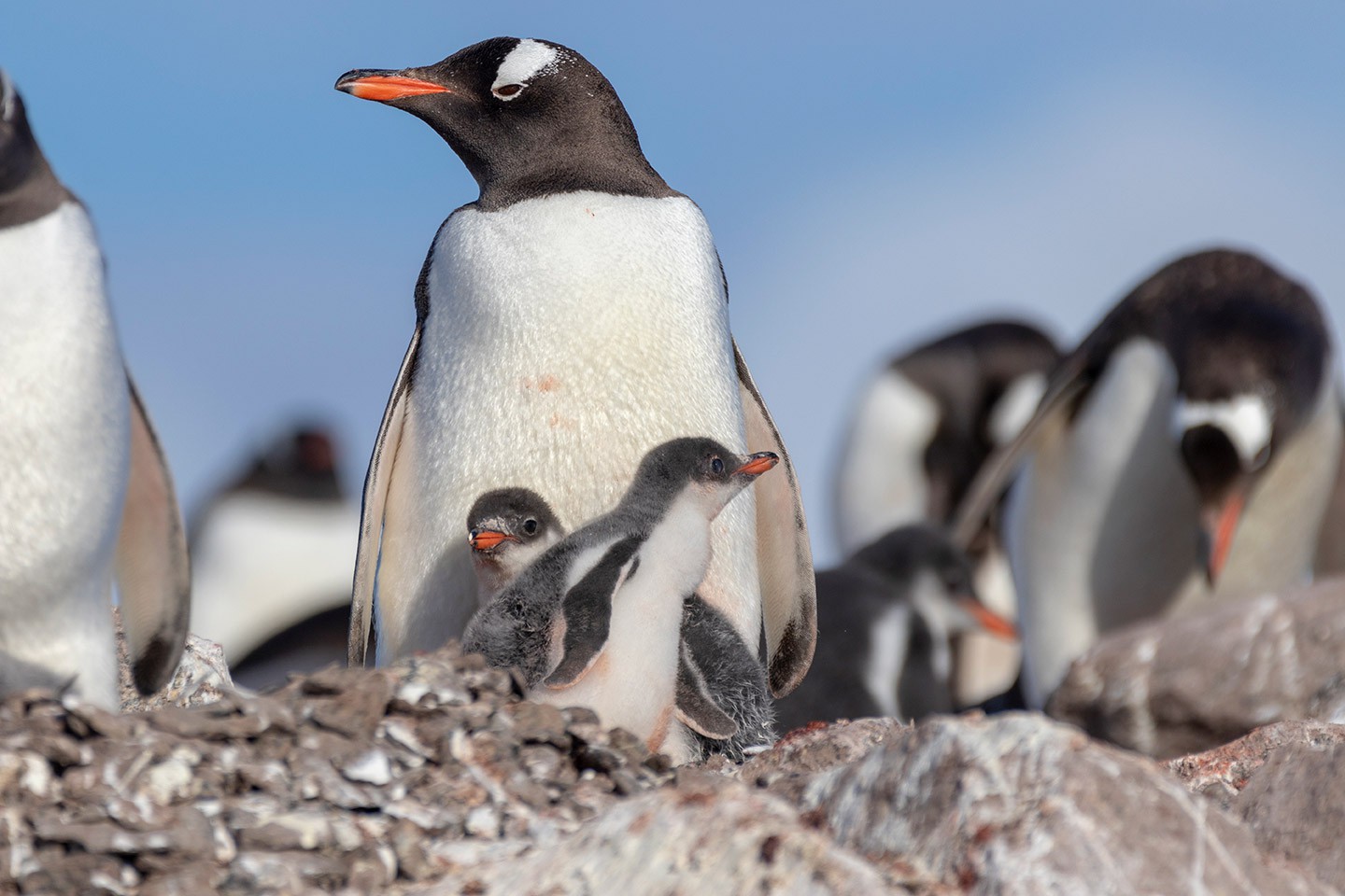 Afbeelding van Vaarreis Naar De Pinguins Antarctica Hurtigruten Genna Roland