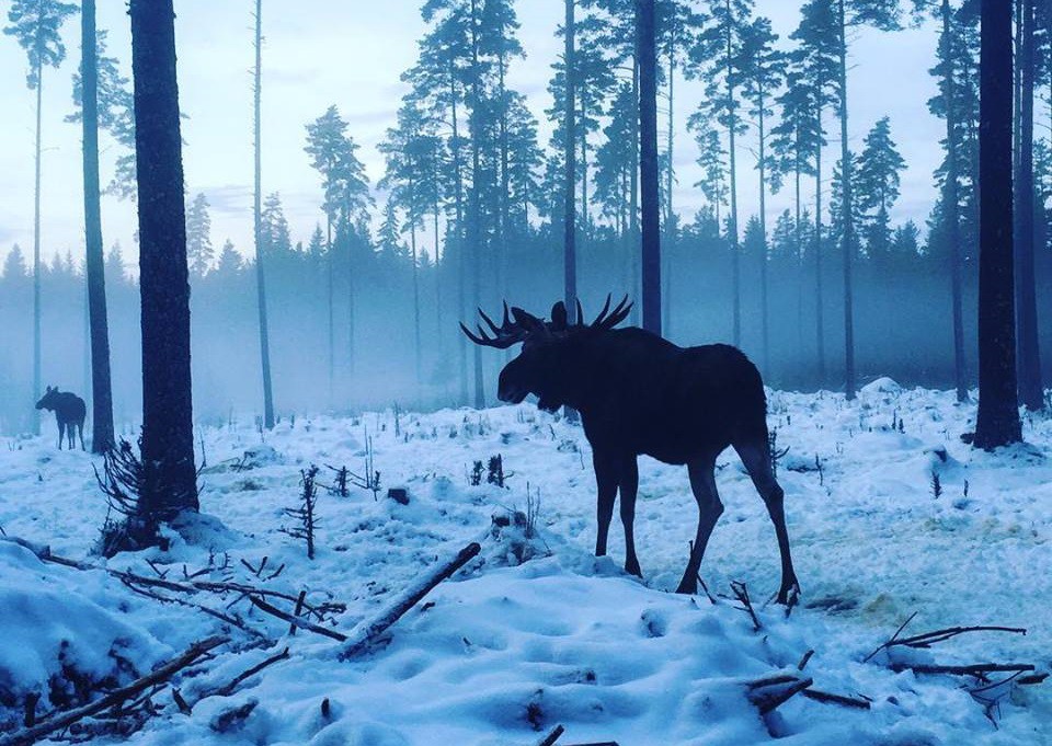 Afbeelding van Varmlands Moose Park