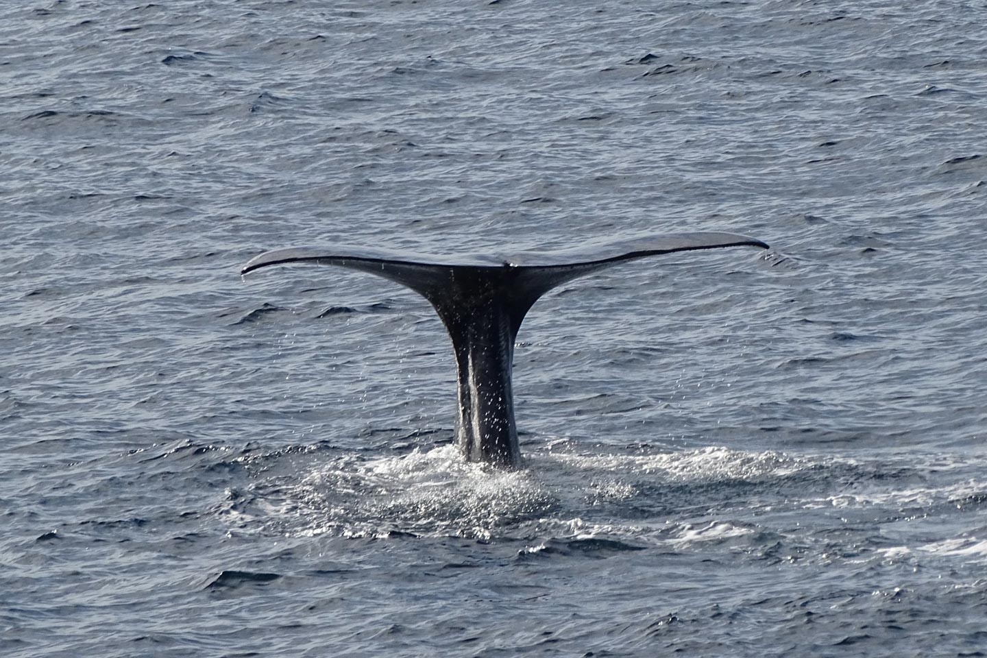 Afbeelding van Whale Safari Andenes Walvissafari 2