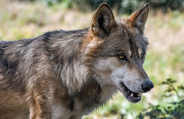 Afbeelding van Wolf Safari Nationaal Park Tiveden In Zweden Naturguidetiveden