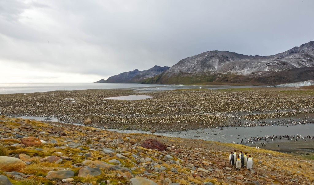 Falkland, Grytviken & Antarctisch schiereiland