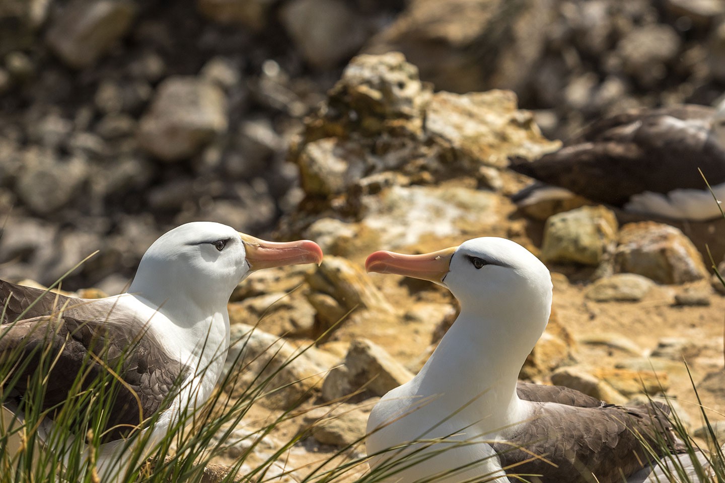 Afbeelding van Albatros New Islands Falklands Norge Reiser Ramon Lucas