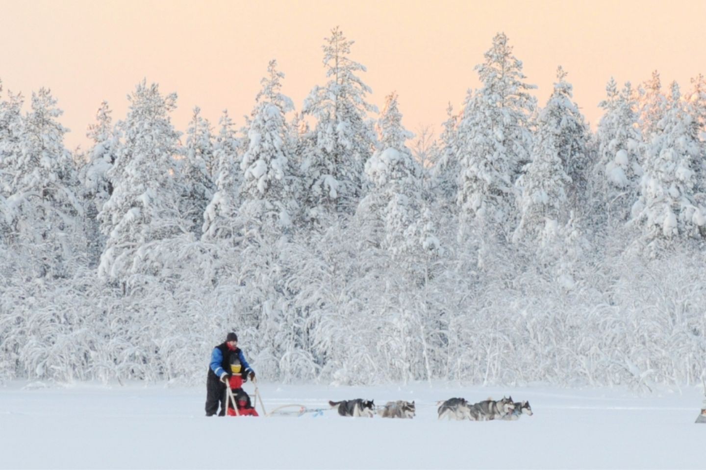 Hondensledetocht - Rovaniemi