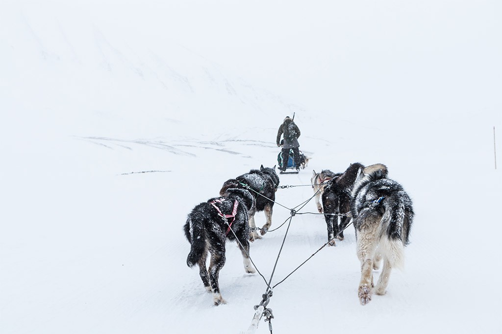 Hondensledetocht Spitsbergen