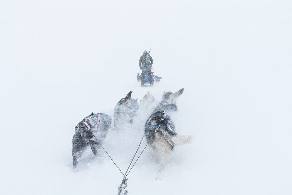 Hondensledetocht Spitsbergen