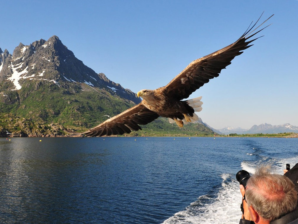 Afbeelding van Trollfjord Sea Eagles Rib Safari Hurtigruten