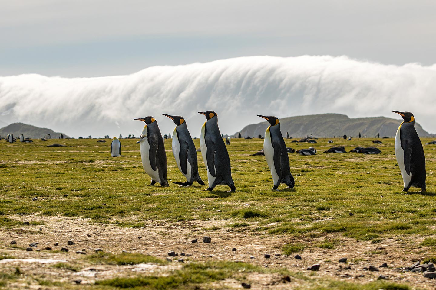 Afbeelding van Varen Langs Falklandeilanden Zuid Georgie Antarctica Ramon Lucas 8