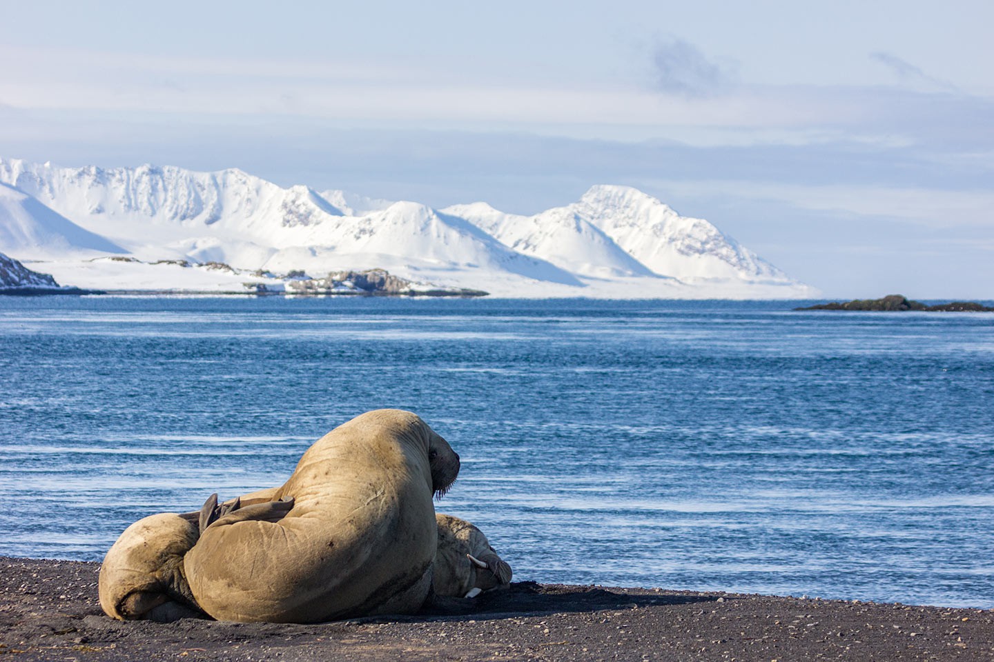 Afbeelding van Walrussen Spitsbergen Norge Reiser Ramon Lucas