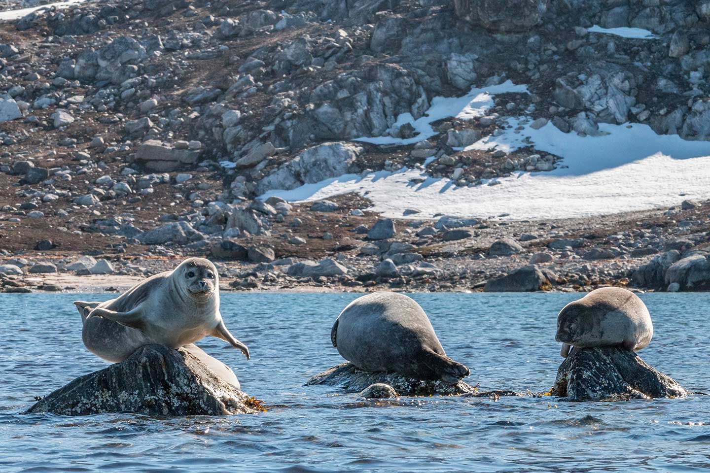 Afbeelding van Zeehond Spitsbergen Norge Reiser Ramon Lucas