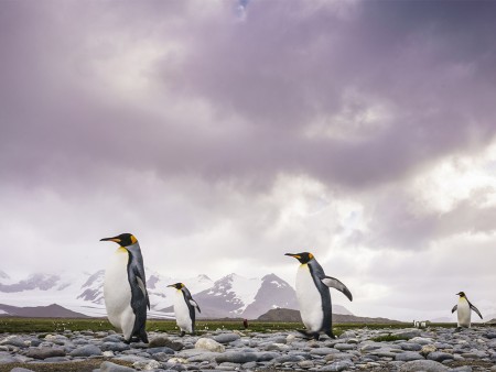 Antarctica Reizen Zuid Georgie Falklands Oceanwid Expeditions Dietmar Denger 7 Copy