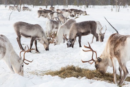 Fins Lapland Activiteitenreis Tapio Visit Inari 8