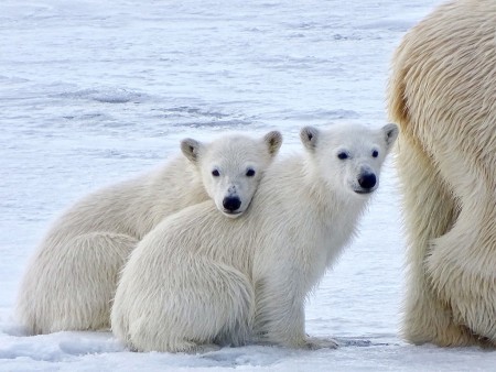 IJsberen Spotten Oceanwide Expeditions10