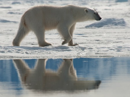 IJsberen Spotten Oceanwide Expeditions12