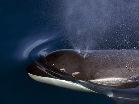 Keizerspinguin Expeditie Orca Oceanwide Expeditions