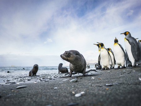 Pinguin Reis Oceanwide Expeditions Dietmar Denger 9