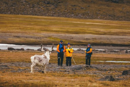 Rendier Spitsbergen Quark Expeditions David Merron