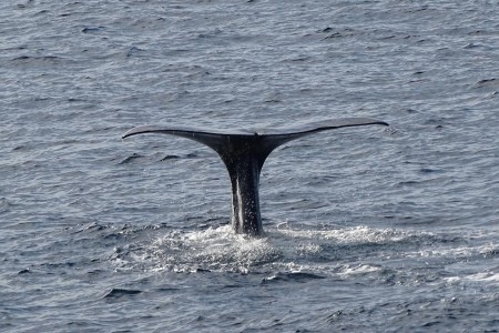 Whale Safari Andenes Walvissafari 2