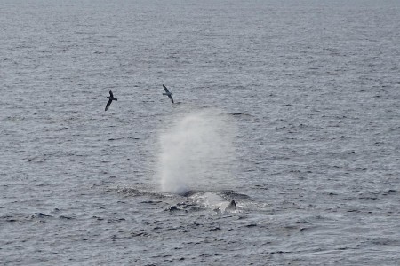 Whale Safari Andenes Walvissafari 3