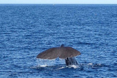Whale Safari Andenes Walvissafari 6