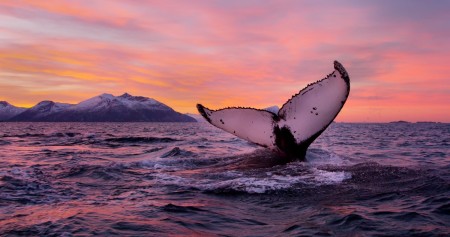 Autotour Thor Humpback Whale Asgeir Helgestad Artic Light As Visitnorway