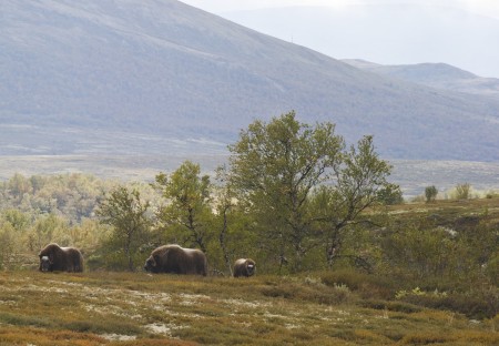 Autotour Thor Musks In Rondane Dovre Ch Visitnorway