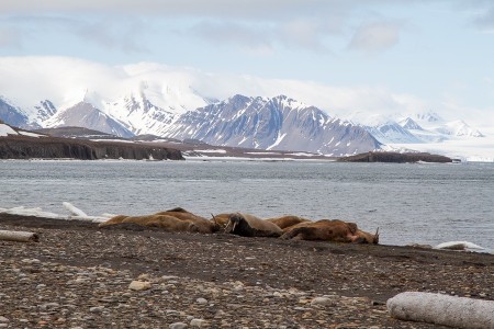 Beluga Reizen Groepje Walrussen Achter Akseloya In De Bellsund