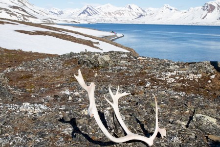 Beluga Reizen Rendierengewei Met Het Landschap Van St Johnsfjord