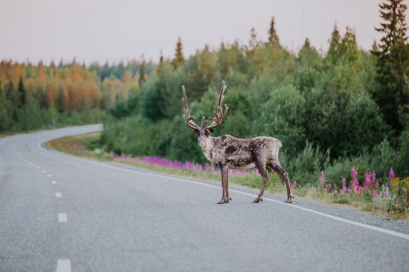 Bungalow Rondreis Finland Asen Finland Lapland Reindeer Julia
