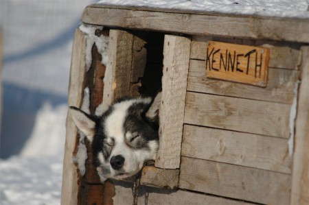 Hondensledetocht Spitsbergen Bolterdalen 6
