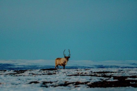 Hotelreis Vidar Lapland Reindeer Migration Thomas Rasmus Skaug Visitnorway Com
