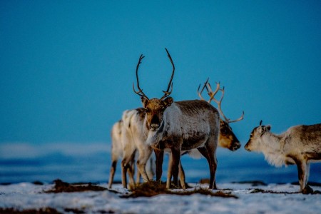 Laplandreis Walkure Reindeer Migration Thomas Rasmus Skaug Visitnorway