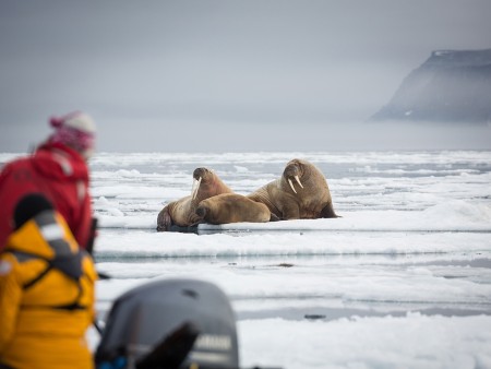 Quark Expeditions Walrussen Arctisch Gebied Zodiac Cruise Acacia Johnson