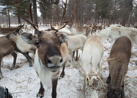 Reindeer Ranch Tavelsjo 3