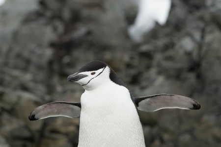 Varen Langs Falklandeilanden Zuid Georgie Antarctica Ramon Lucas 6