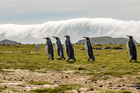 Varen Langs Falklandeilanden Zuid Georgie Antarctica Ramon Lucas 8