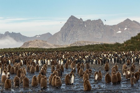 Varen Langs Falklandeilanden Zuid Georgie Antarctica Ramon Lucas 9