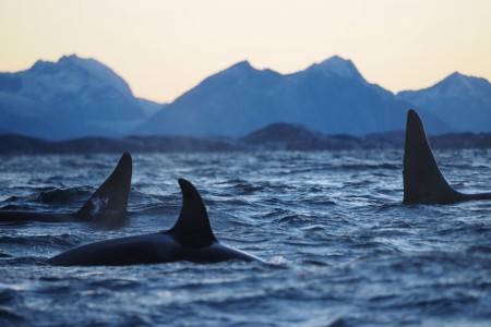 Walvis Safari Noord Noorwegen Noorderlicht  Christian Engelke Oceanwide Expeditions